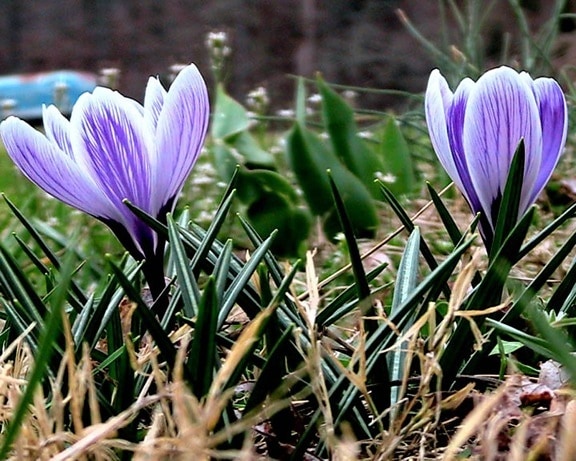 Crocus, flori violet