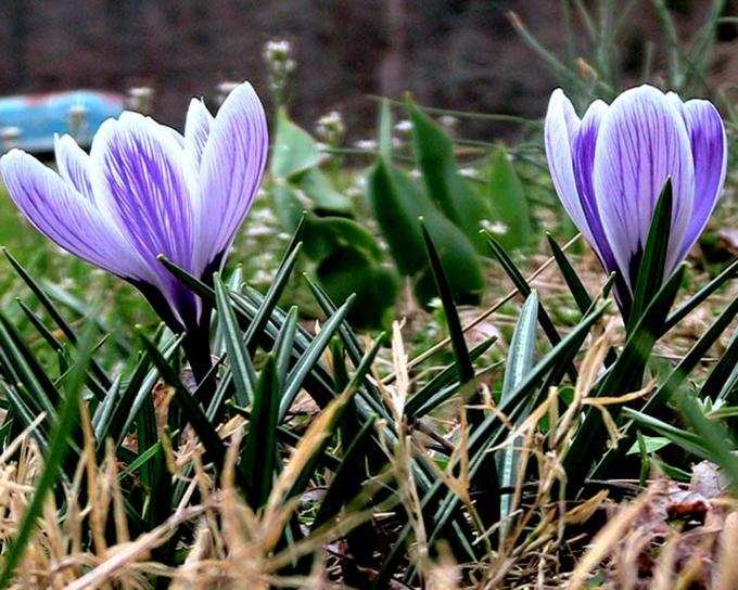 crocus, purple flower
