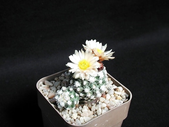 flor, pote, cactus, planta del desierto