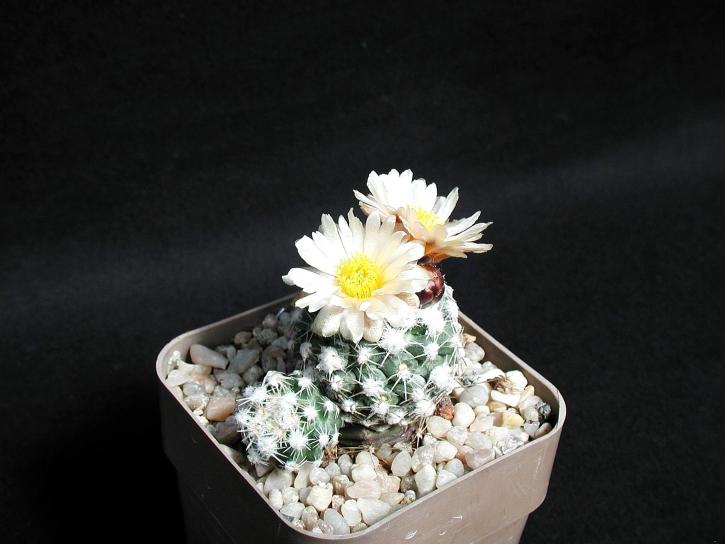 fleur, pot, cactus, plante du désert