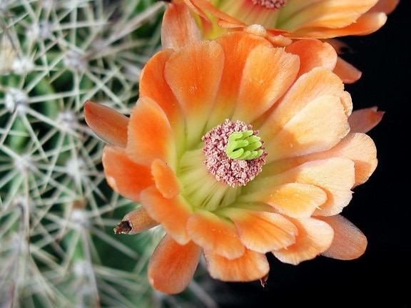 makrót, a kaktusz