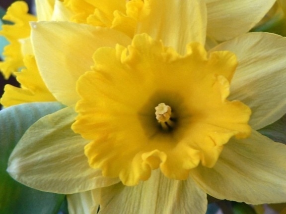 daffodil, macro, photo