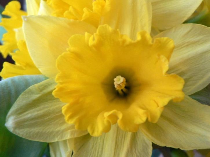daffodil, makro, foto