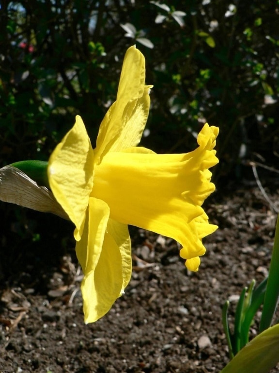 Hoa thuỷ tiên vàng, cây