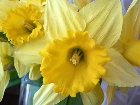 Narcis, žuti