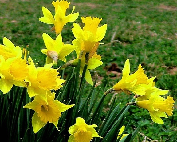 το daffodils, άνθιση