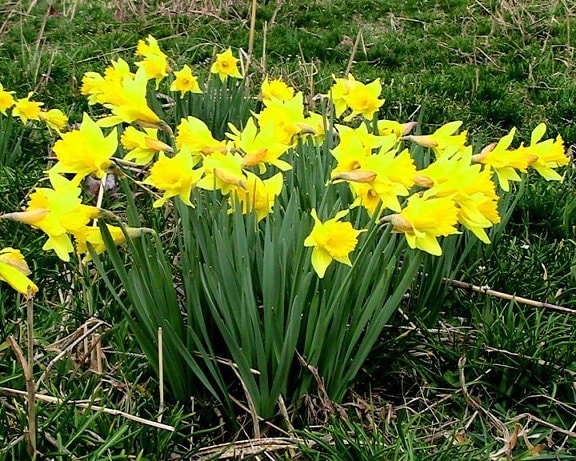 yellow daffodil flowers, blooming flowers, garden