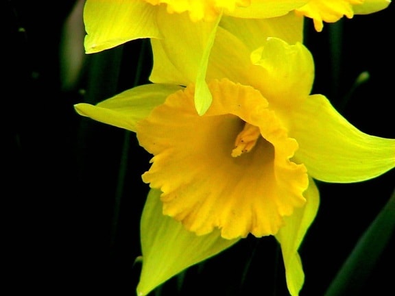 daffodils, flower, narcissus