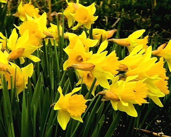 daffodils, flowering