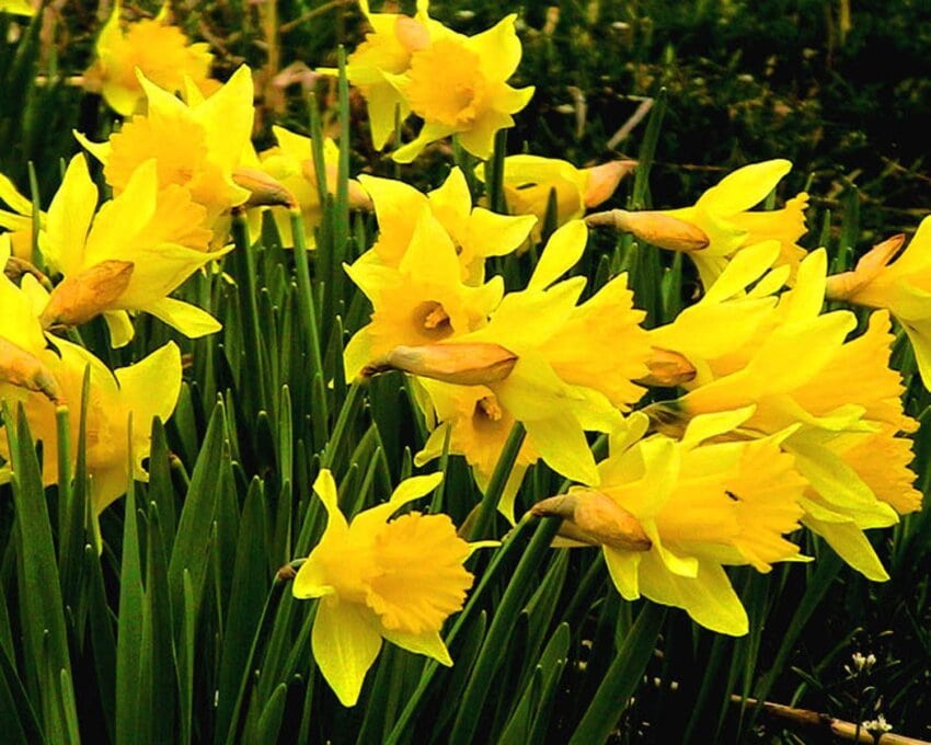 Gratis bilde: påskeliljer, blomstrende