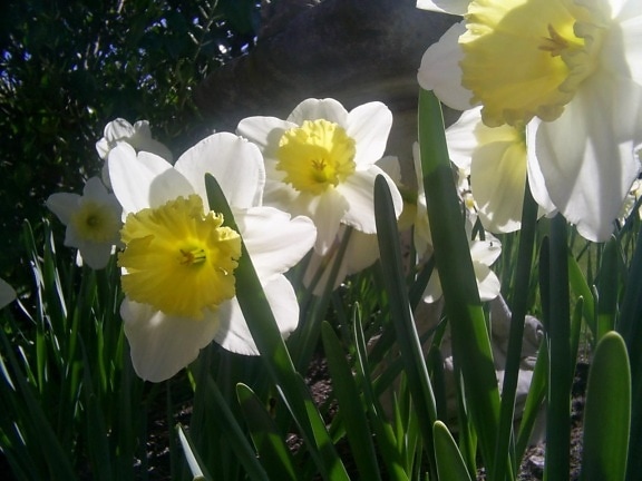 daffodils, sunlight