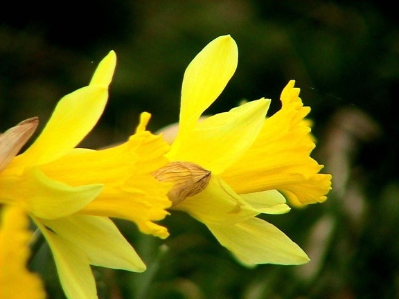 daffodils, plant, flower