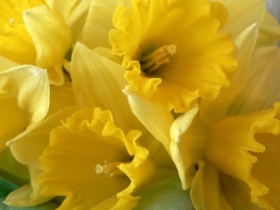 το daffodils, κίτρινο