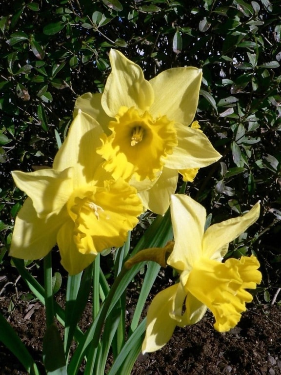 yellow, daffodil, flower