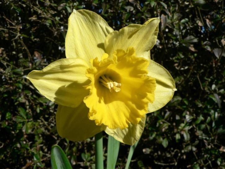 yellow, daffodil, flower, close
