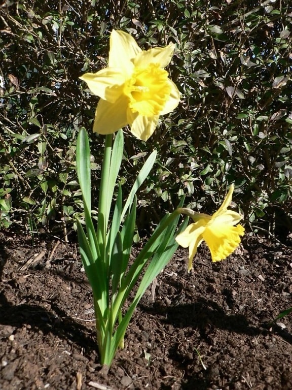 yellow, daffodil, ground