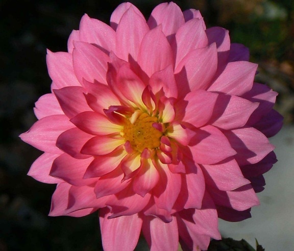 Dahlia, virág, szirmok, rózsaszín, Dália