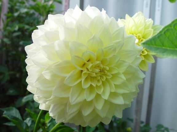 huge pale, yellow, dahlia, courtesy, roger, gibbons