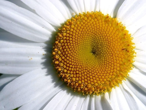 closeup, daisy, flower