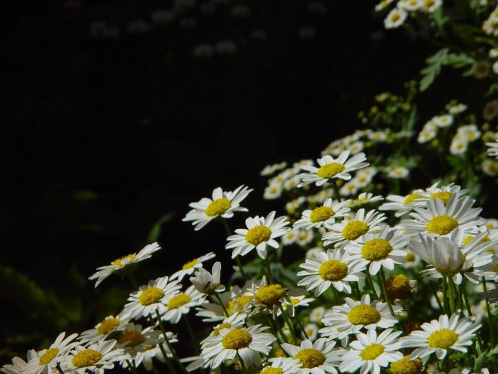 daisies, dark, background, daisies, unfocused