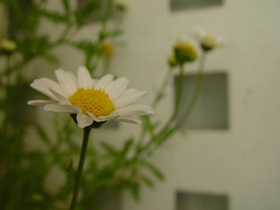 white flower, petals, background