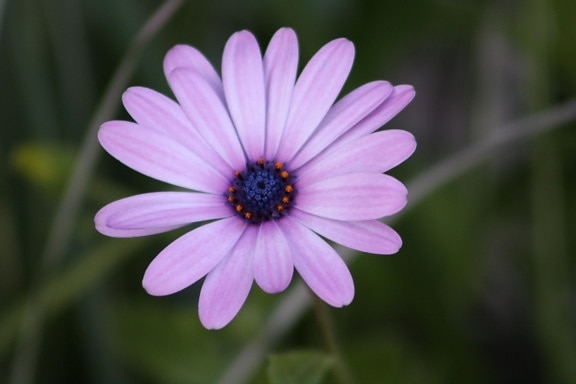 Daisy, blomma