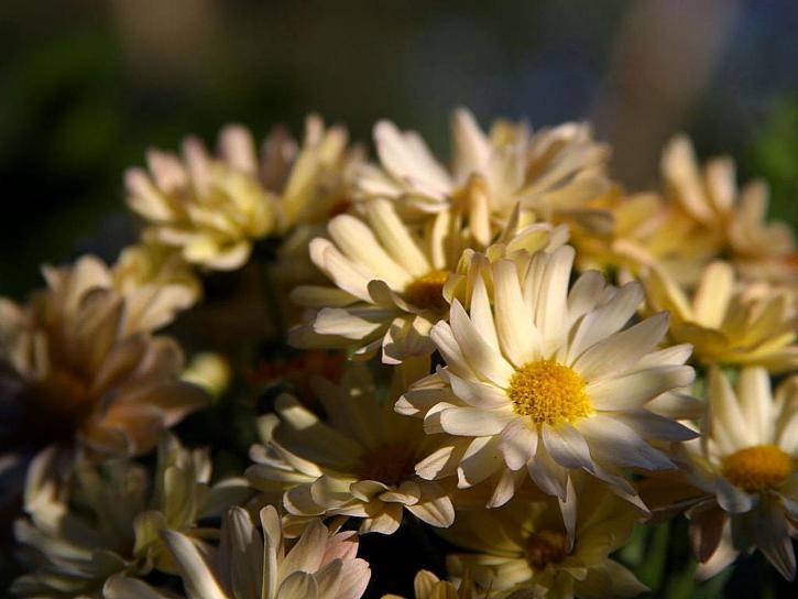 Daisy, tusindfryd, blomster