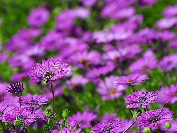daisy, daisies, flowers, purple