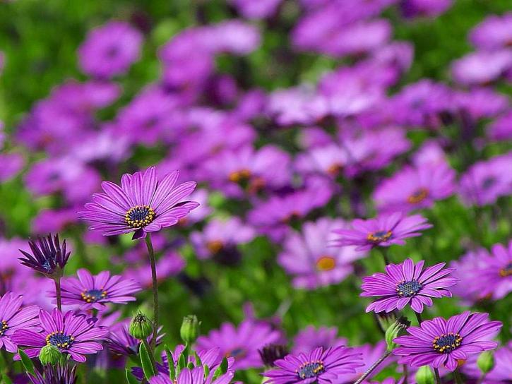 daisy, daisies, flowers, purple