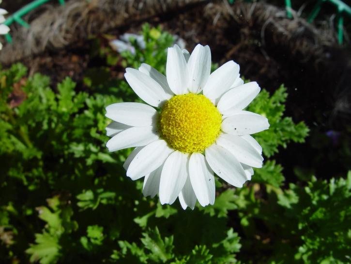 Daisy, cvijet