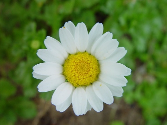 Daisy, kukka, vihreä, tausta