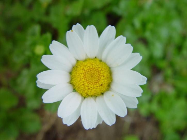 Daisy, blomster, grønne, baggrund