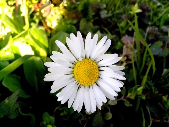 Daisy, flor, pétalas, verde, grama