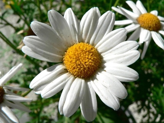 dill, daisy, white