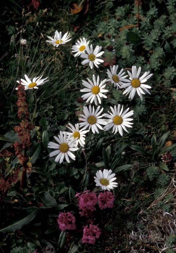 ฮอลล์ เกาะ ดอกไม้ ป่า อาร์กติก เดซี่ lousewort