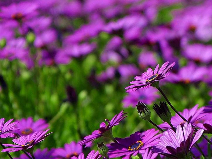 Hoa cúc - Phân loại, ý nghĩa, công dụng và cách trồng giúp hoa nở đẹp