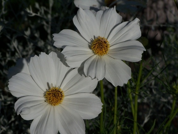 two, daisies, plants