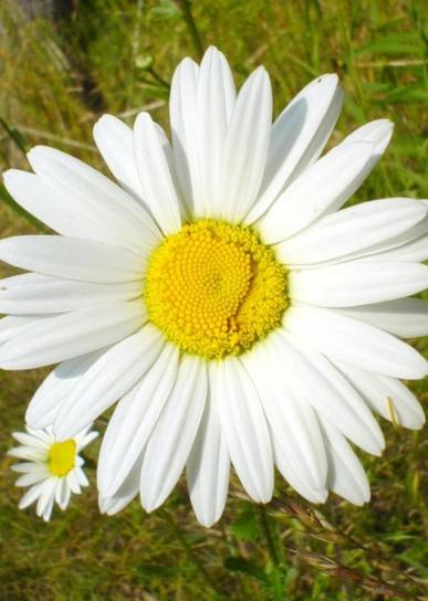 fehér daisy