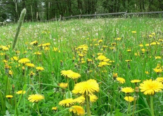 dandelion, up-close, green grass, field