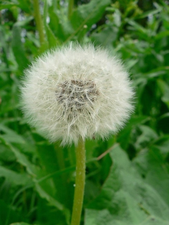 dandelion, seed