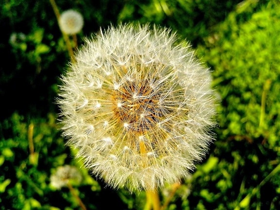 dandelion, seeds, wind