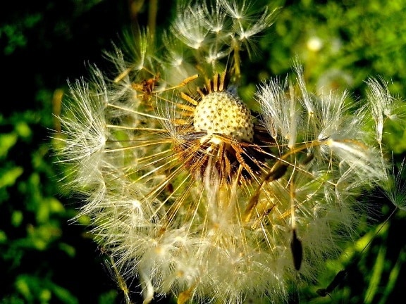 dandelion, seeds, close