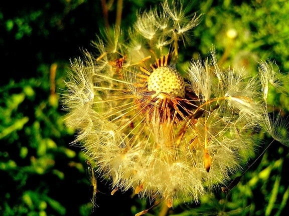 dandelion, seeds, details, photography