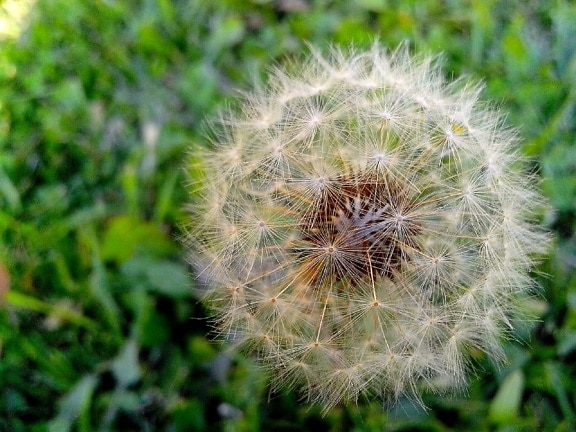 dandelion, seeds, shape, ball, stalk, flower, grass