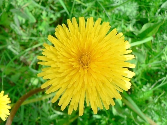 yellow, dandelion, field, grass