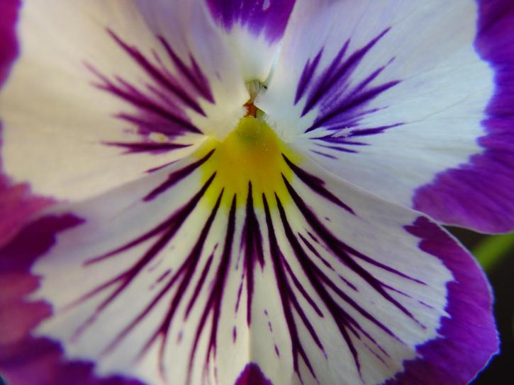 细节, 叶脉, 紫色的花朵