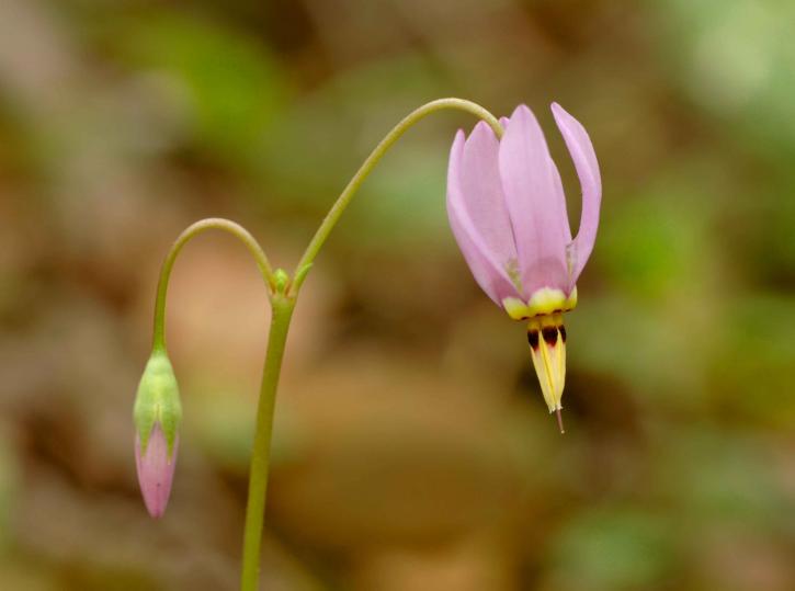 dodecatheon, meadia, shooting, star, flower
