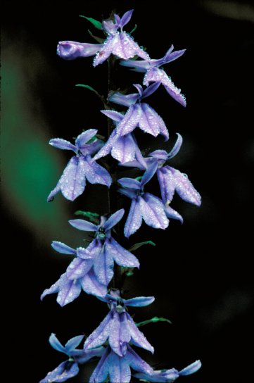downy, lobelia, purple flowering, plant