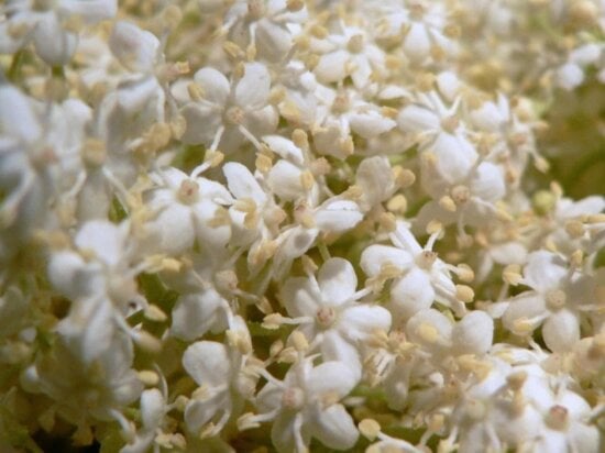 white flowers, tiny, petals
