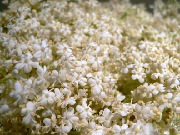 drobné biele kvety, flóra